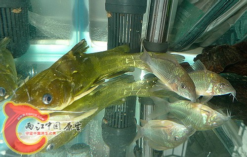 P1090663(500).jpg
