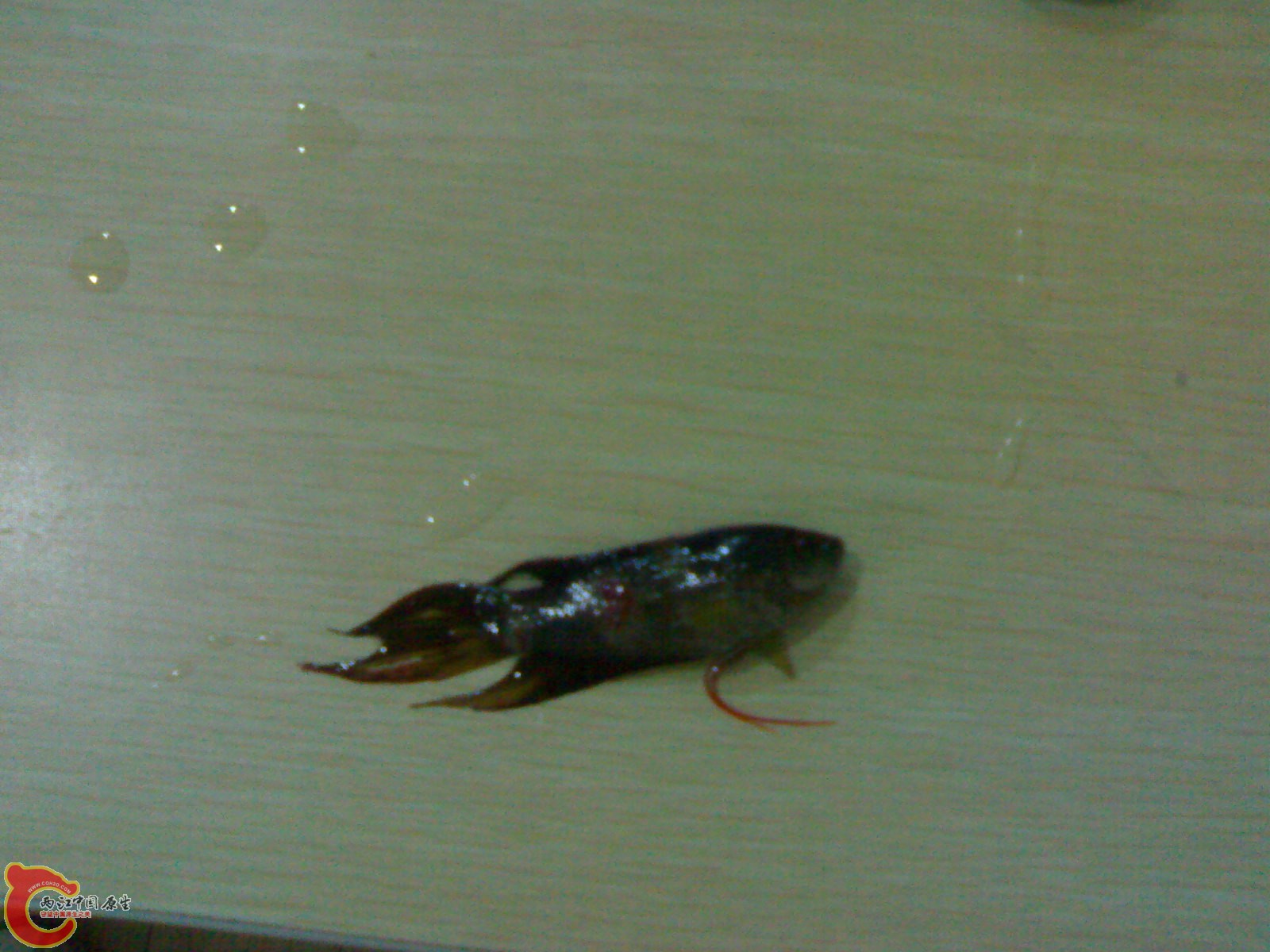 201012011250.jpg