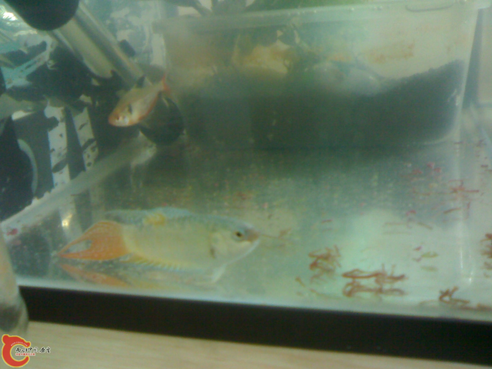 201012021256.jpg