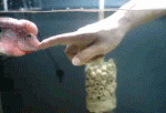 罗汉.gif