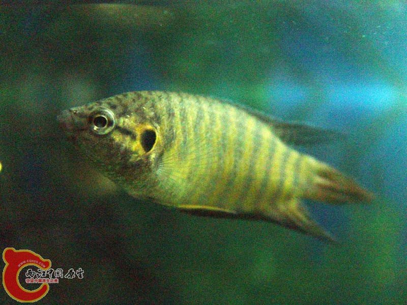 DSC00791p.jpg