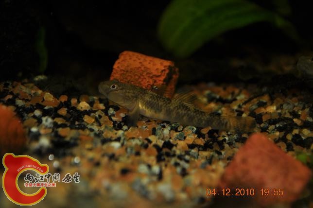 DSC_1154.JPG
