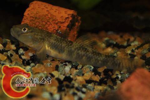 CSC_1159.JPG