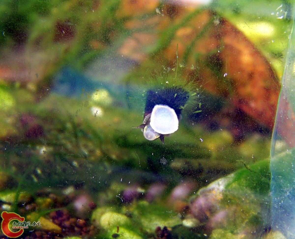 长满绿毛藻的小小SP螺