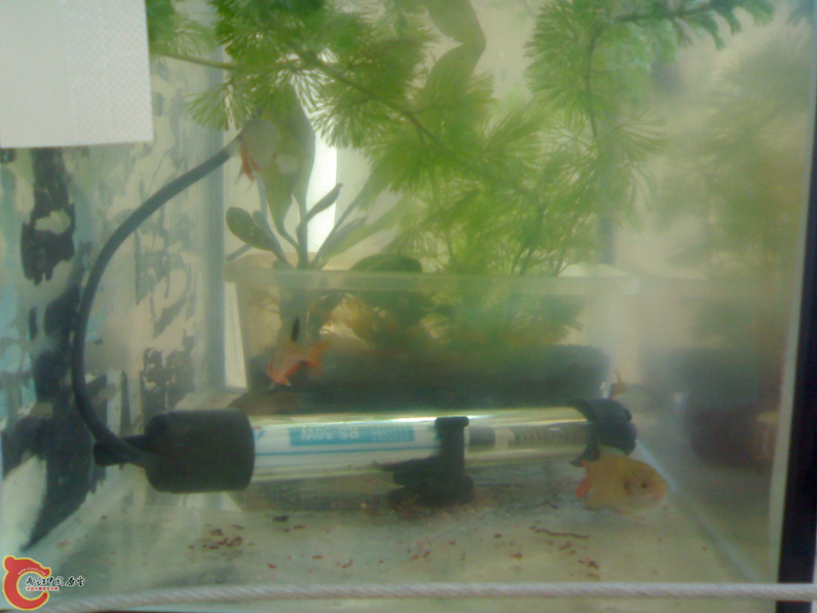 201012051315.jpg