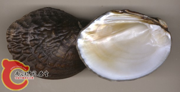 Lcaveata100.jpg