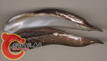 Arconaia75.jpg