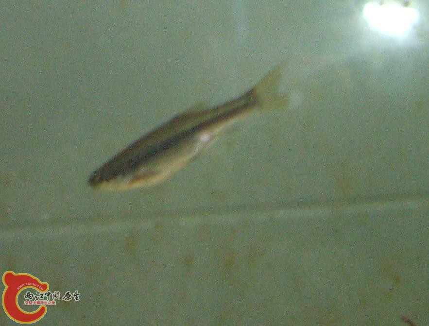 复件 DSCF0702.JPG