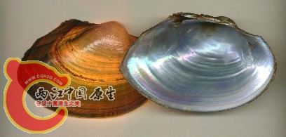背角无齿蚌.jpg