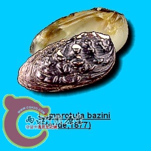 楔形丽蚌.jpg