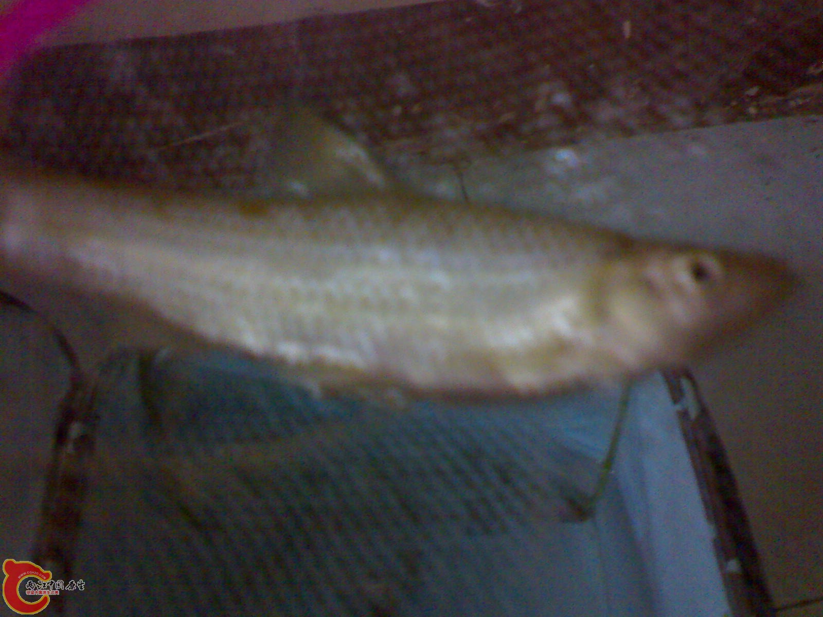 DSC00103.JPG