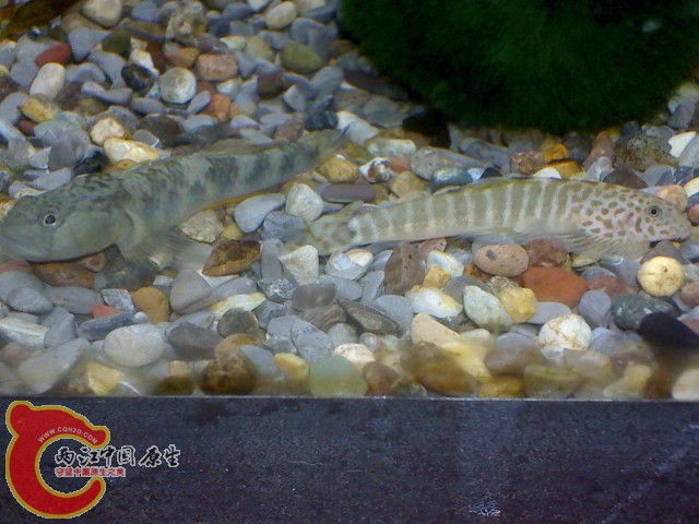 DSC00799.JPG