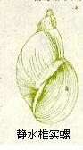 静水椎实螺.jpg