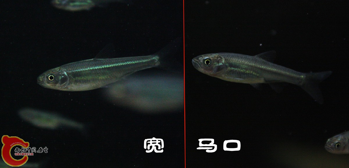 2马口对宽01.jpg