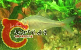 鰟鮍