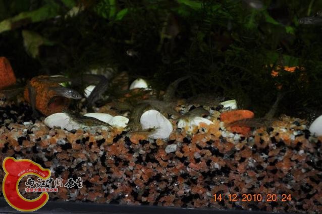 DSC_1195.JPG
