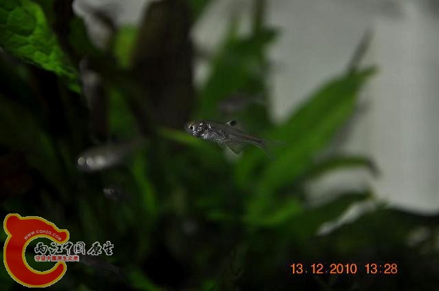 DSC_1182.JPG