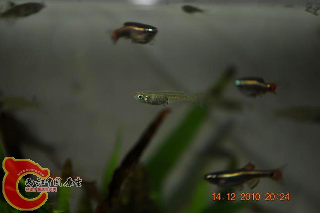 DSC_1194.JPG