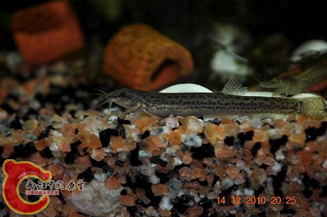 DSC_1196.JPG