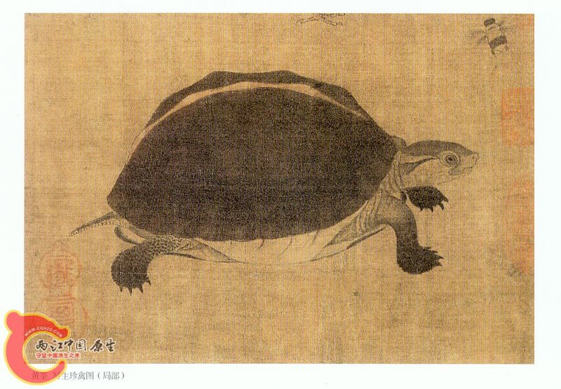 闭壳龟.png