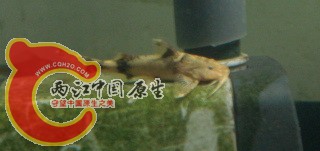 DSC04956.jpg