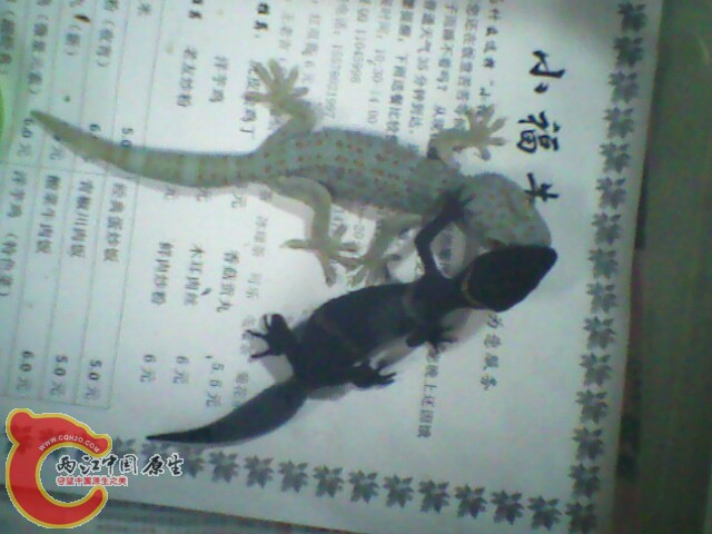 IMG0176A.jpg