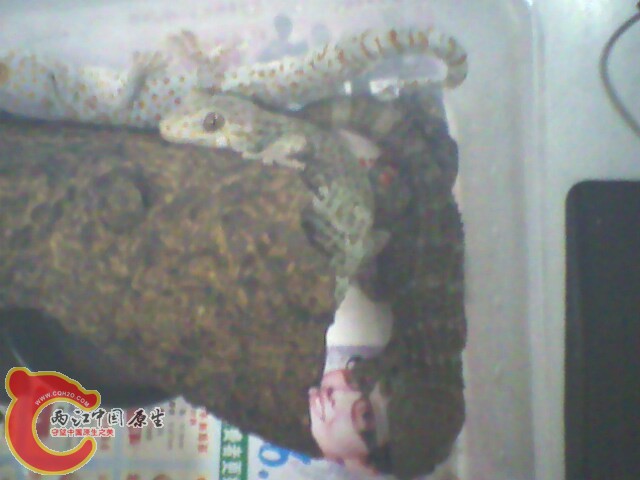 IMG0177A.jpg