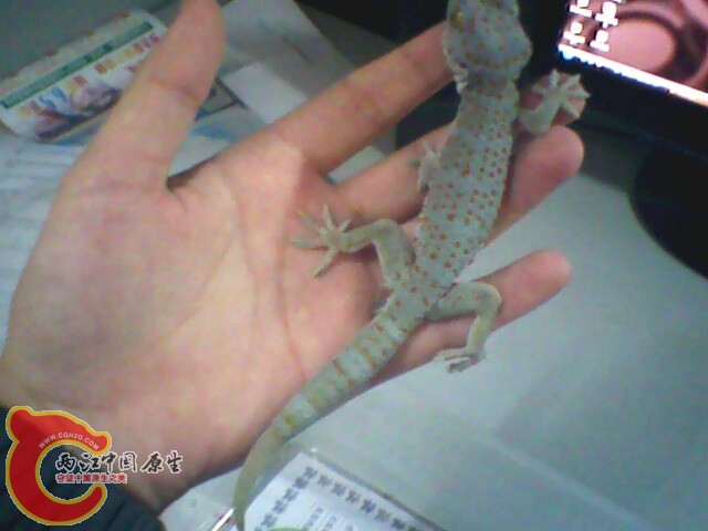 IMG0175A.jpg