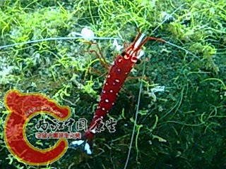 图像044.jpg