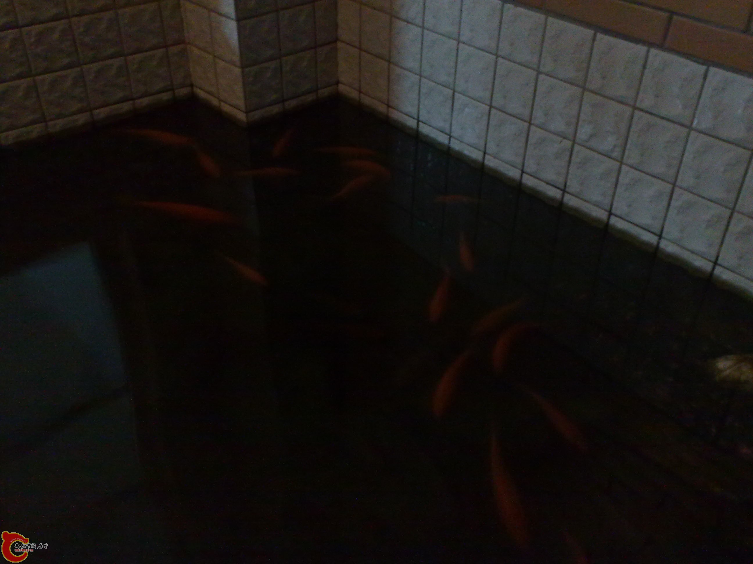 20101219628.jpg