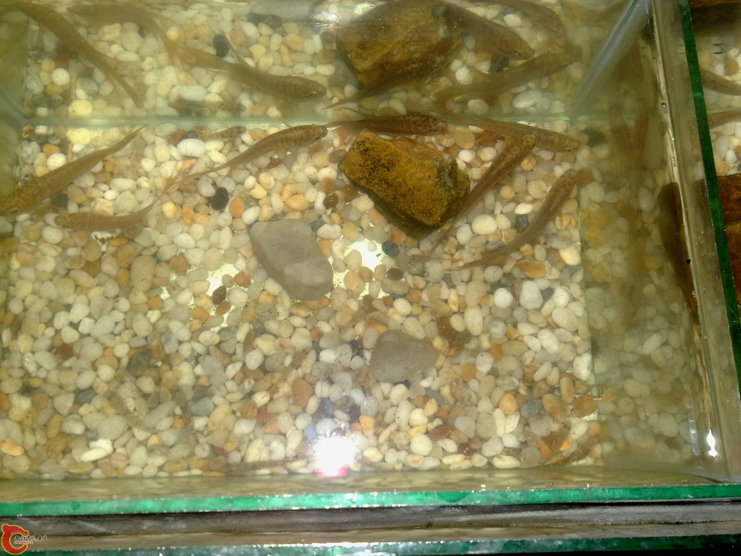 20101219597.jpg