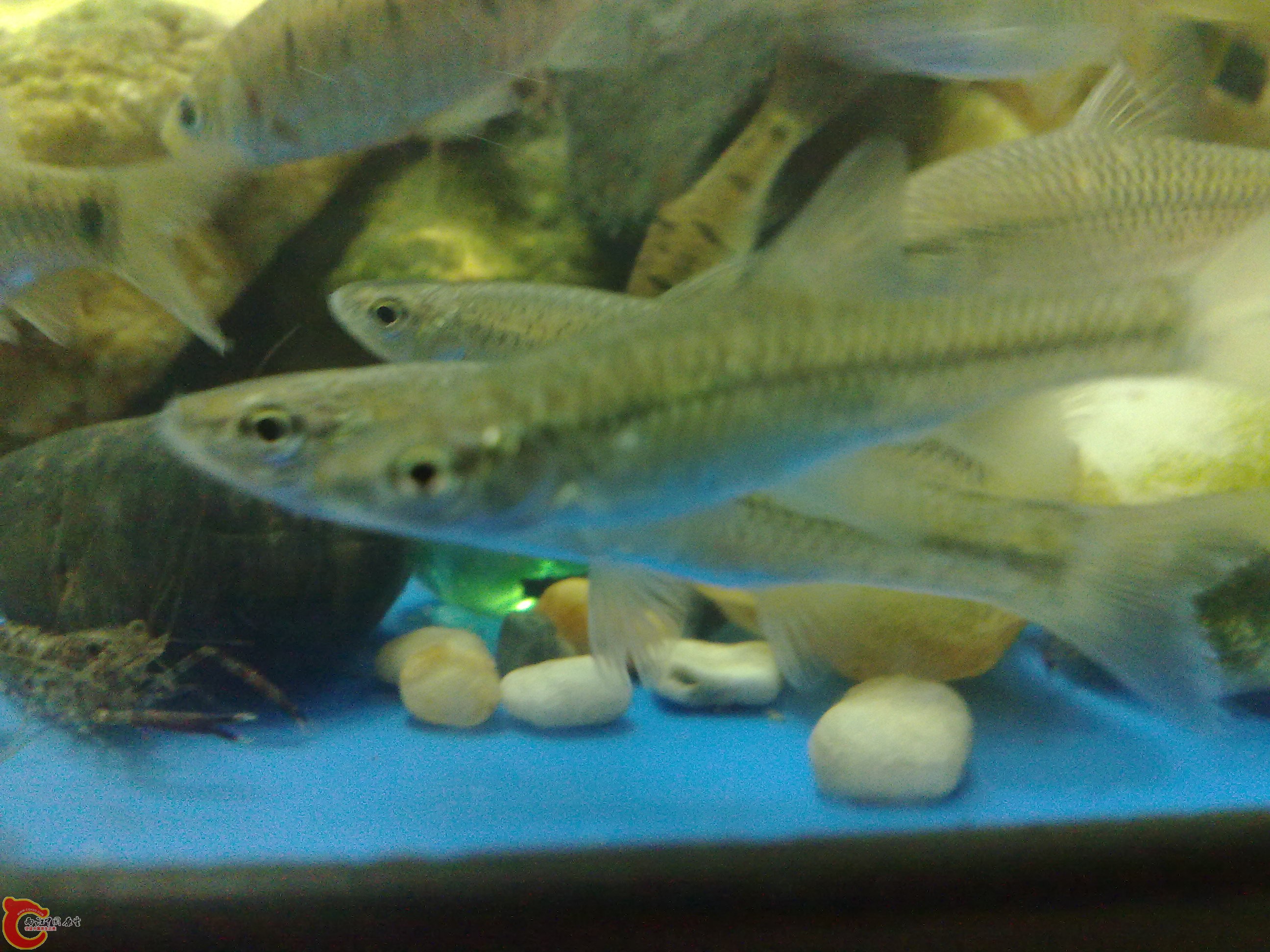 20101219609.jpg