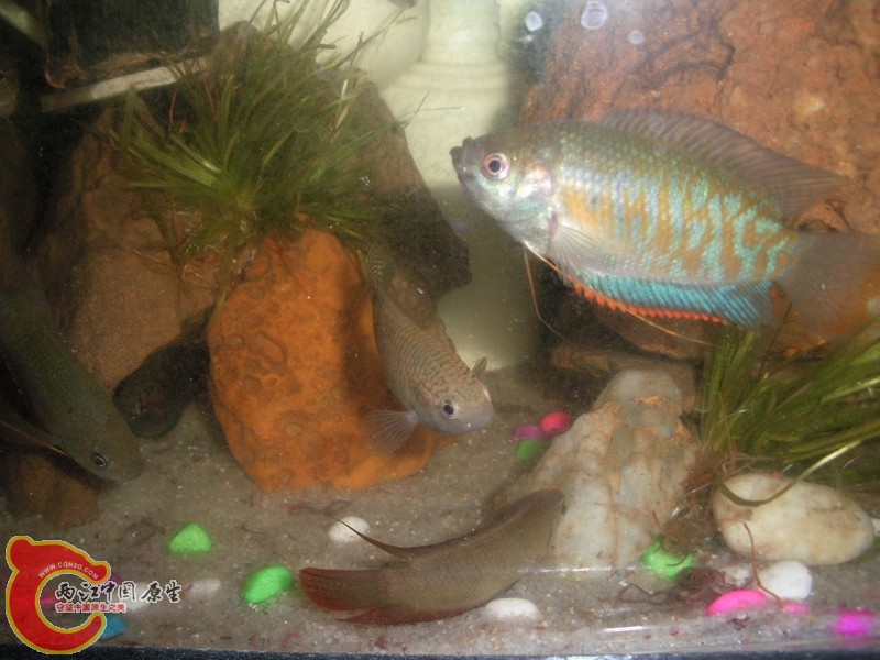 这条大的不知叫什么?