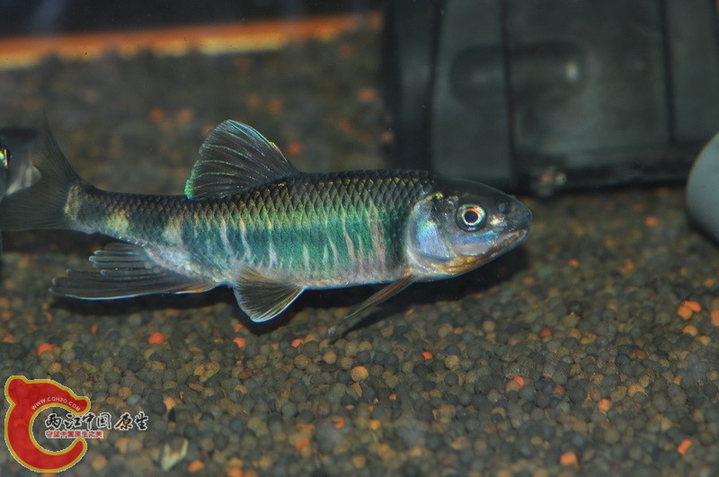 DSC_0069.jpg