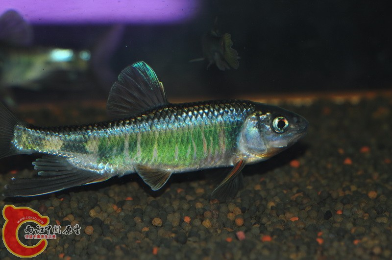 DSC_0074.jpg