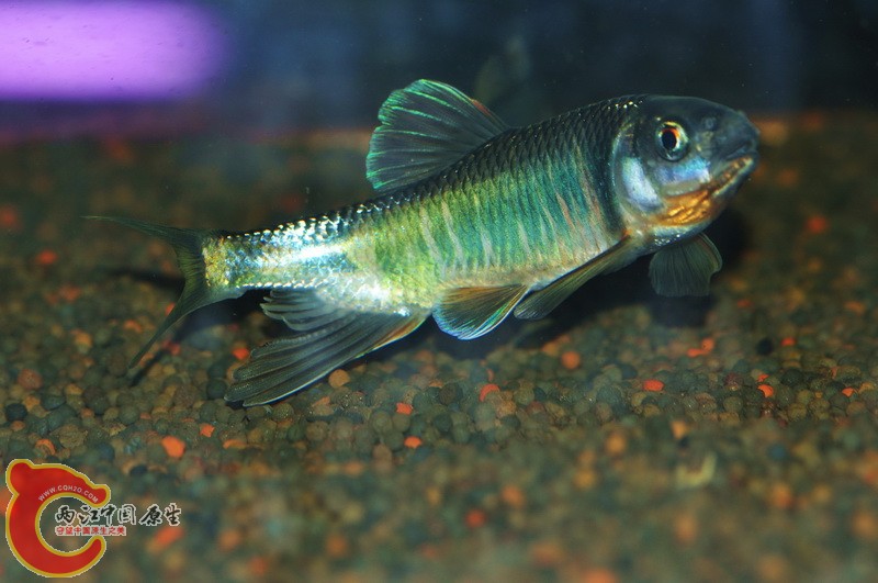 DSC_0071.jpg