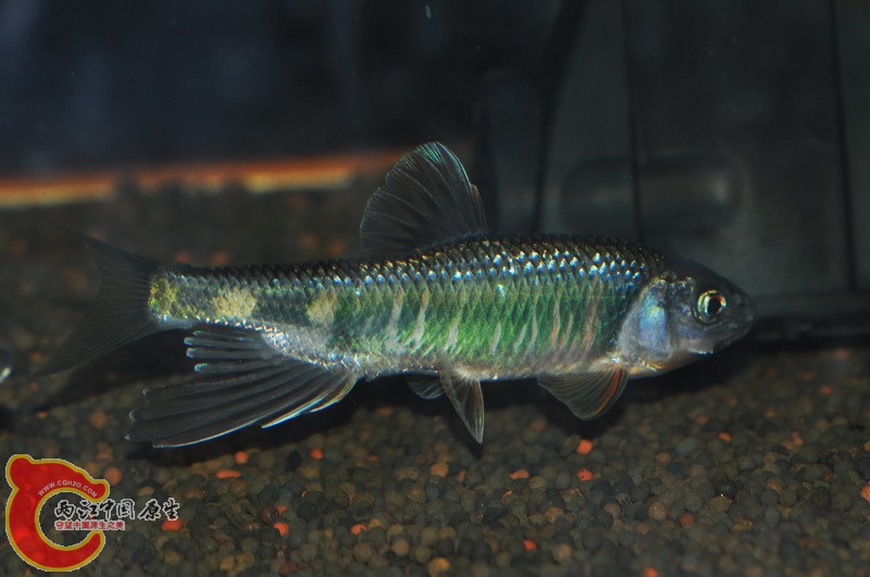 DSC_0068.jpg