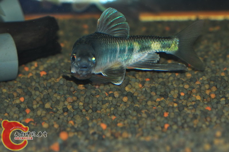 DSC_0075.jpg