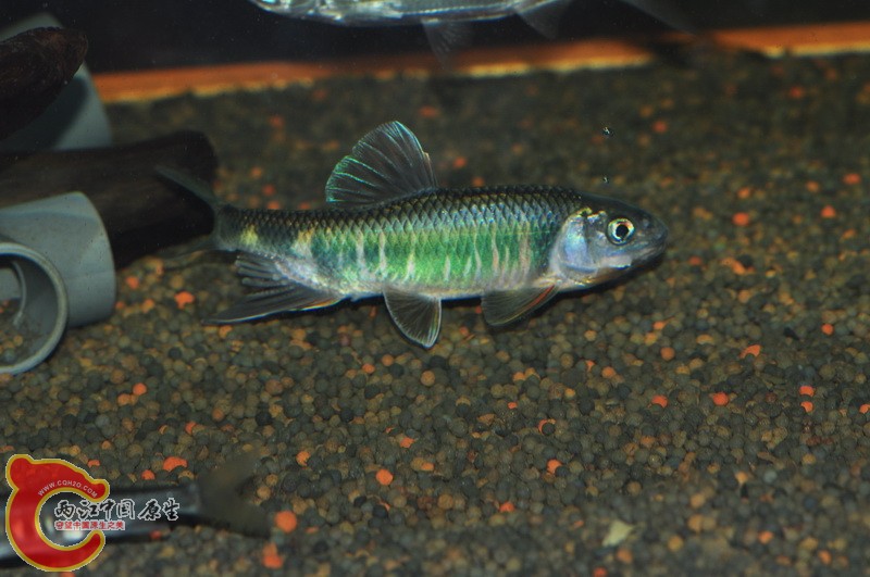 DSC_0079.jpg