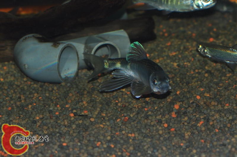 DSC_0077.jpg