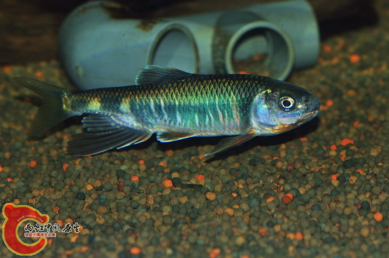 DSC_0083.jpg