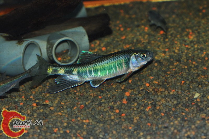 DSC_0078.jpg