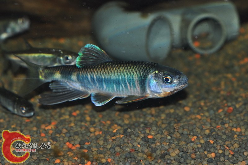 DSC_0081.jpg