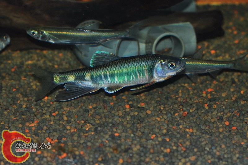 DSC_0082.jpg