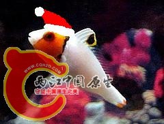 Cetoscarus_Xmas.JPG