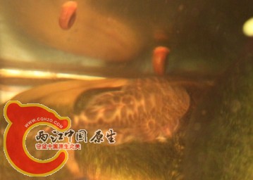 川爬