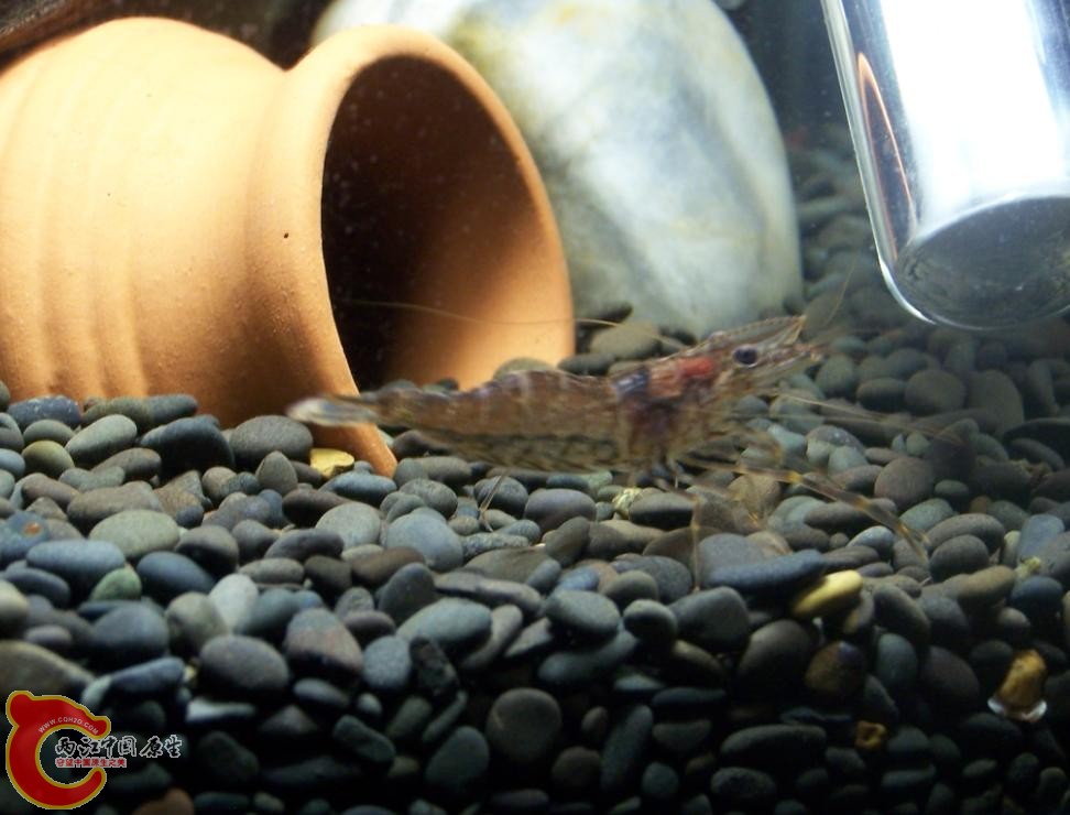 看下这只是什么虾啊，看样子是大眼，但为什么会是这个颜色啊？