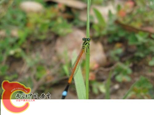 20080821_ea988a505ce378135a5bIS08OFsHX0H0.jpg 20080821_ea988a505ce378135a5bIS08OFsHX0H0.jpg