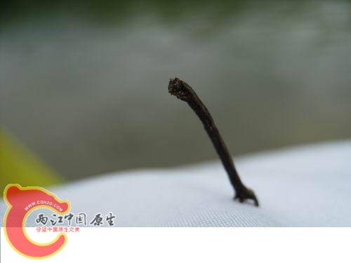 20080821_d62cef58859987e5a8abMhRyVFu836HC.jpg 20080821_d62cef58859987e5a8abMhRyVFu836HC.jpg