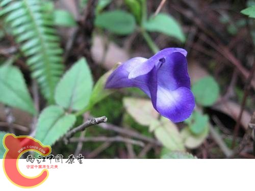 20080821_8fdb27a9e830f17e964dUqRBcbXg4H0s.jpg 20080821_8fdb27a9e830f17e964dUqRBcbXg4H0s.jpg